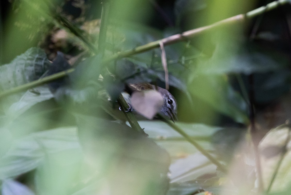 Jamaican Elaenia - Jay McGowan