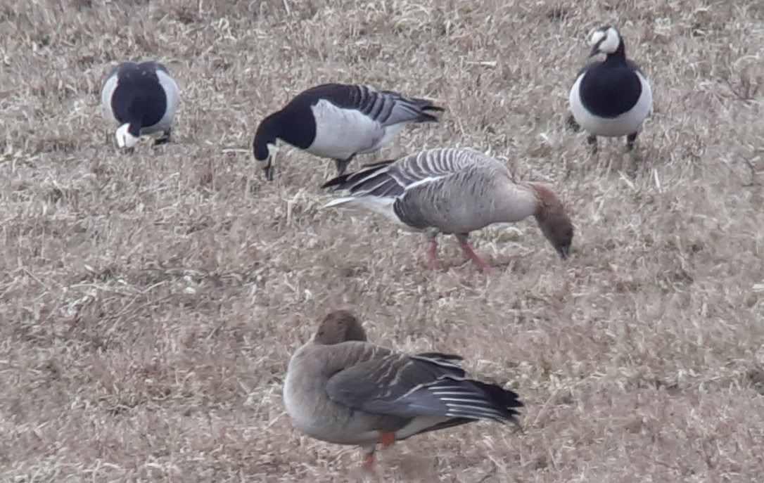 Pink-footed Goose - ML565096281