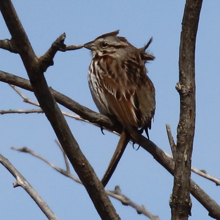 Song Sparrow - ML565097401