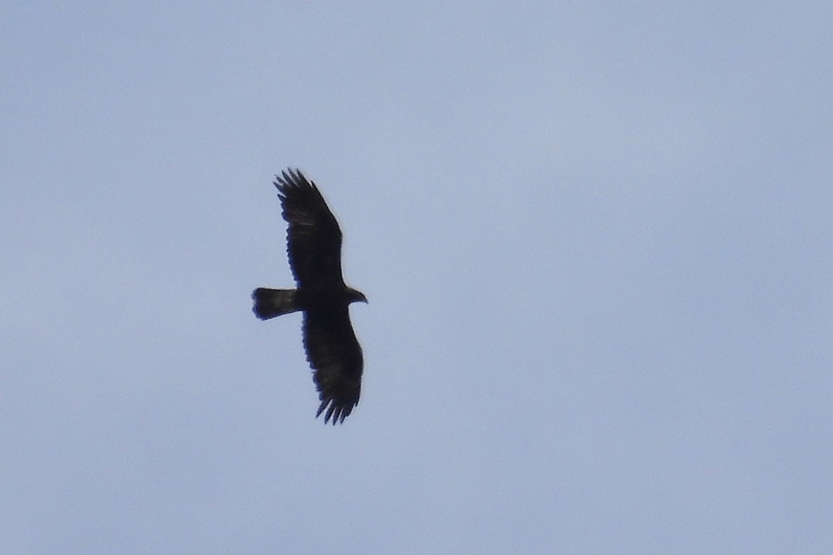 Golden Eagle - ML565097471