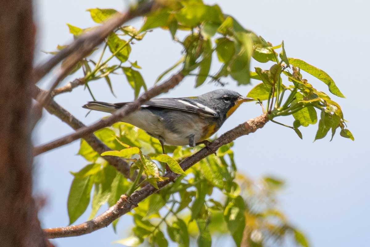 Northern Parula - ML565099301