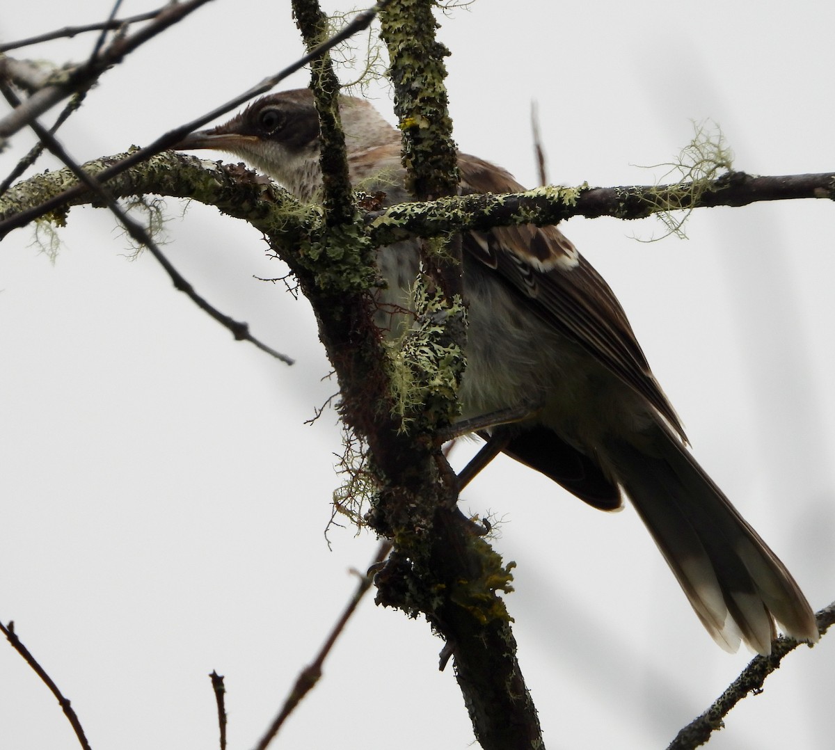 Galapagos Mockingbird - ML565100871