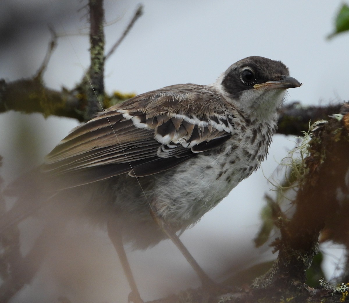 Galapagos Mockingbird - ML565100881