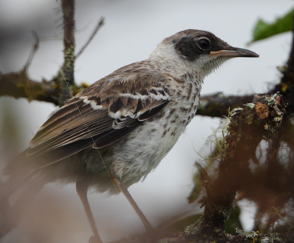 Galapagos Mockingbird - ML565100891
