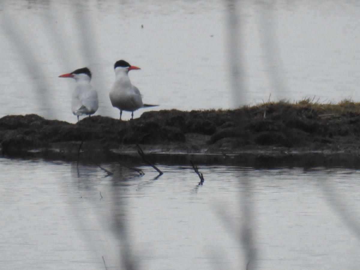 Caspian Tern - ML565101181