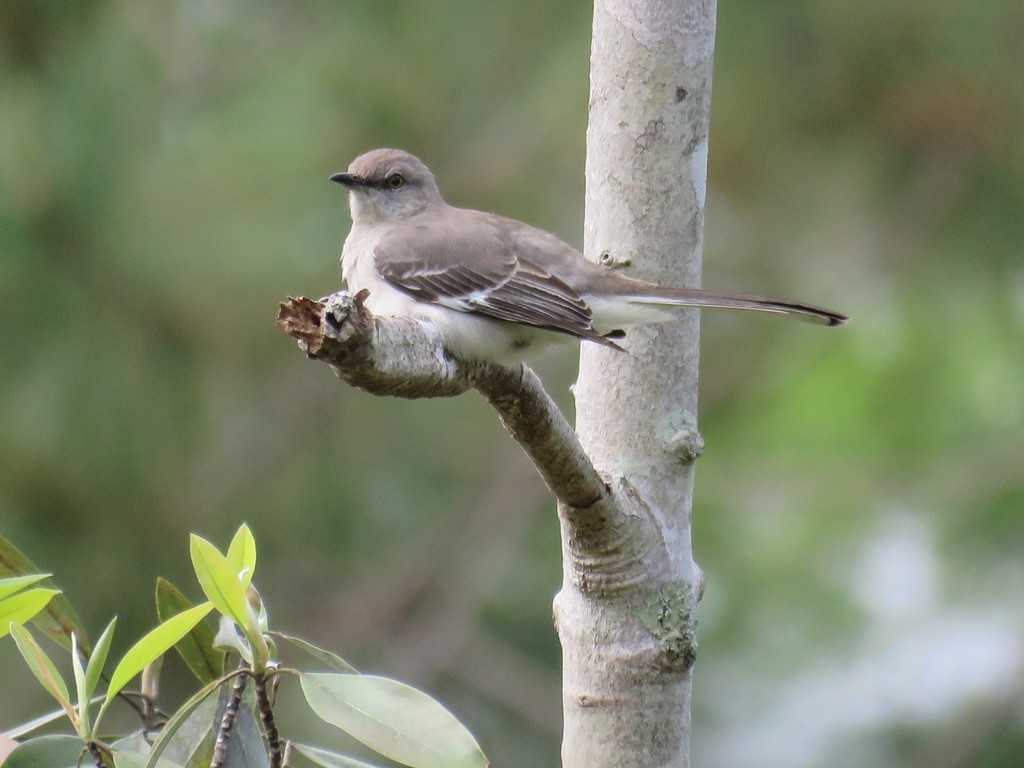 Northern Mockingbird - ML565101251