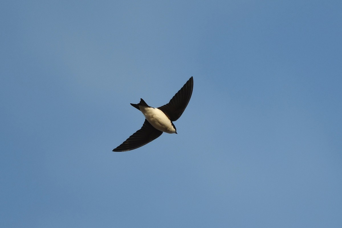 Golondrina Bicolor - ML565101441