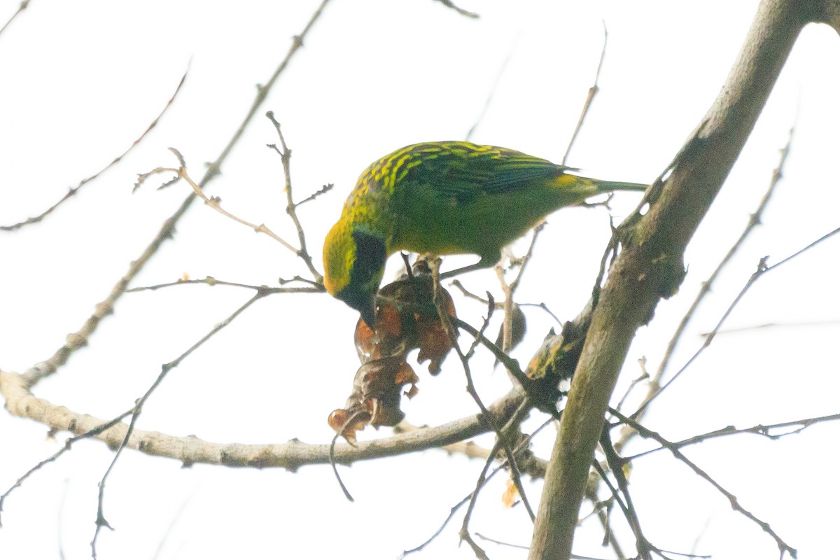 Green-and-gold Tanager - ML565101611