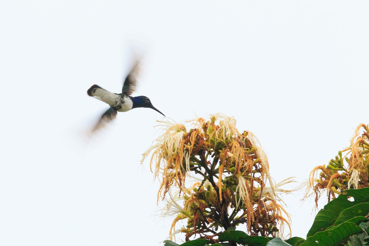 White-necked Jacobin - Alistair Walsh