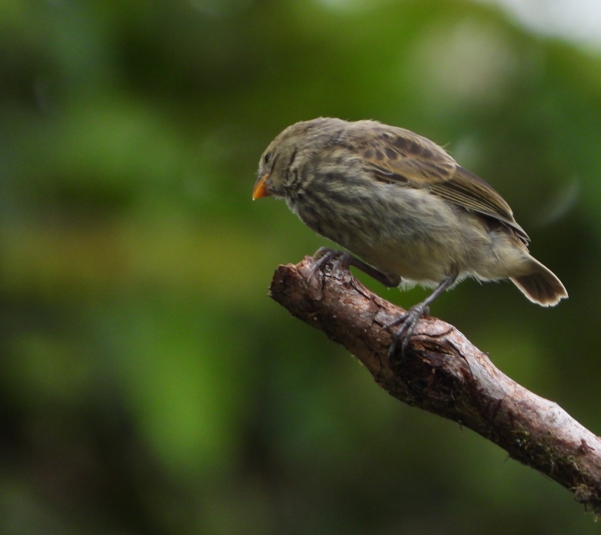 Small Tree-Finch - ML565101741