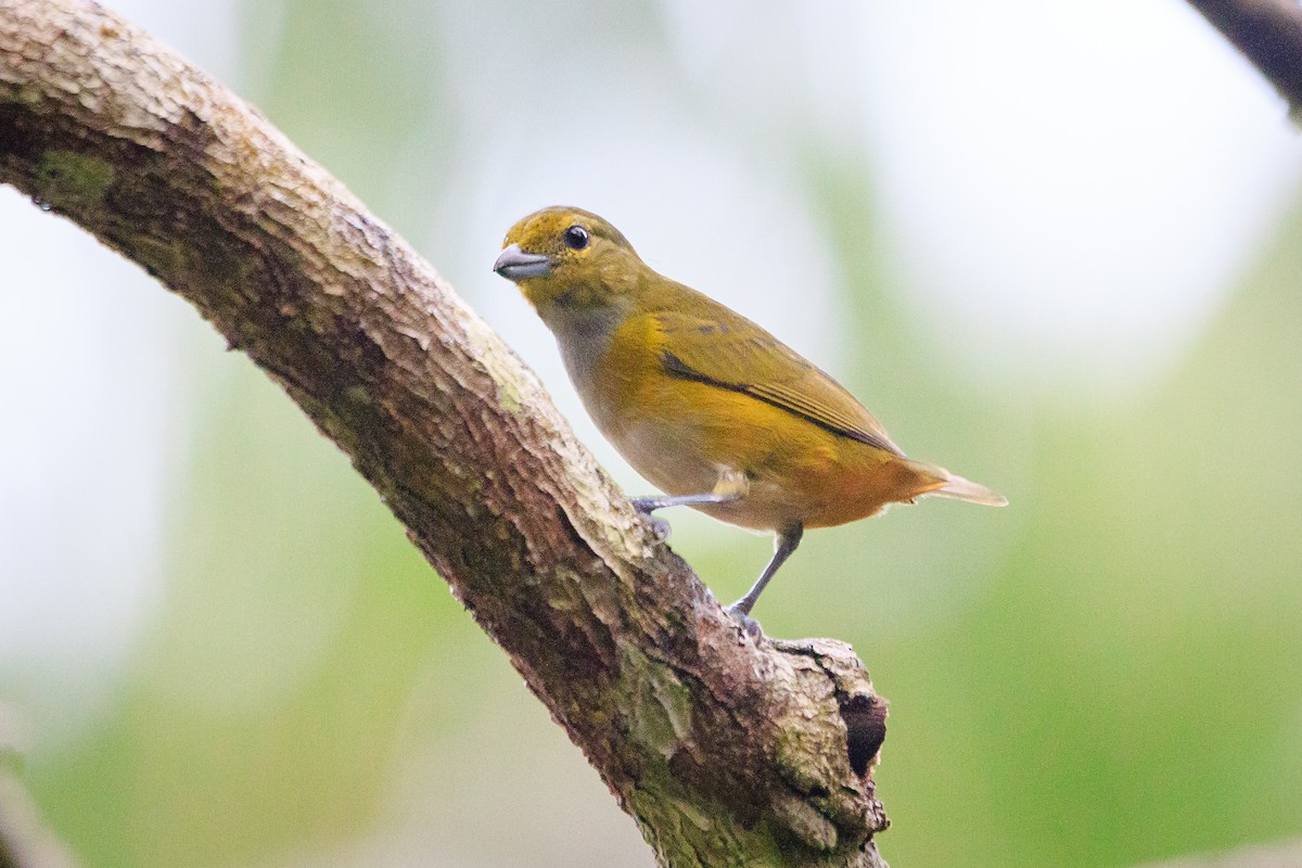 Purple-throated Euphonia - ML565101781