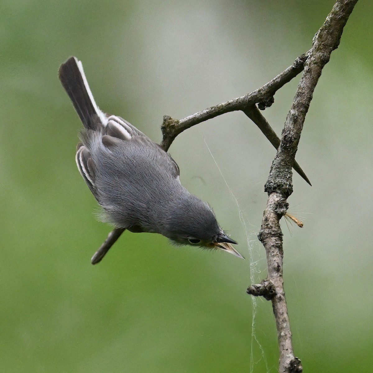 Blue-gray Gnatcatcher - ML565101831