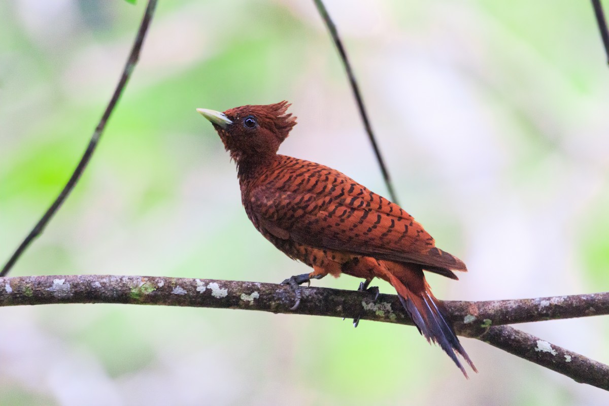 Waved Woodpecker (Scale-breasted) - ML565101841