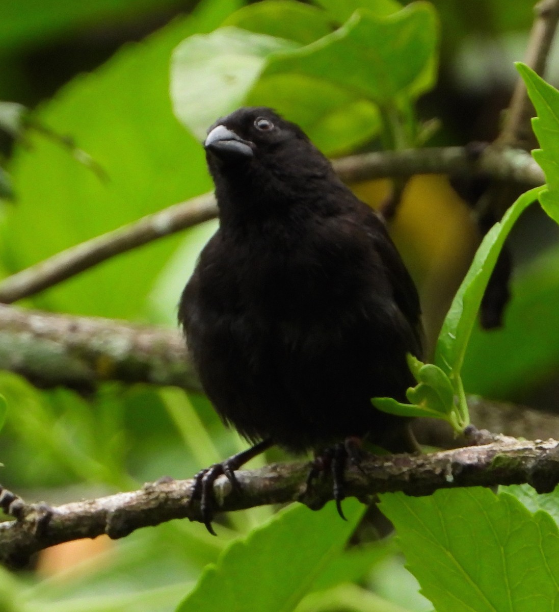 Small Ground-Finch - ML565101991
