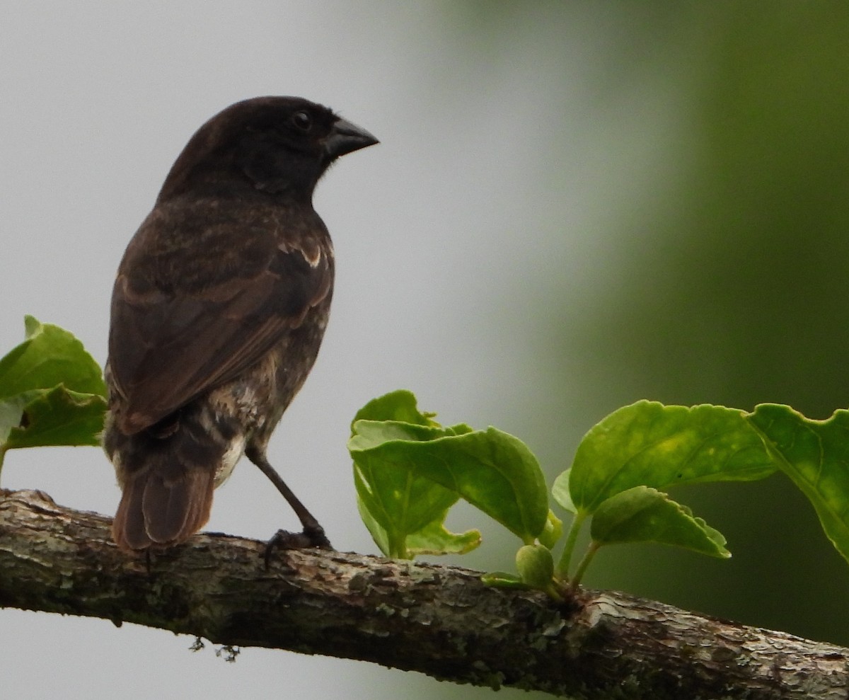 Small Ground-Finch - ML565102011