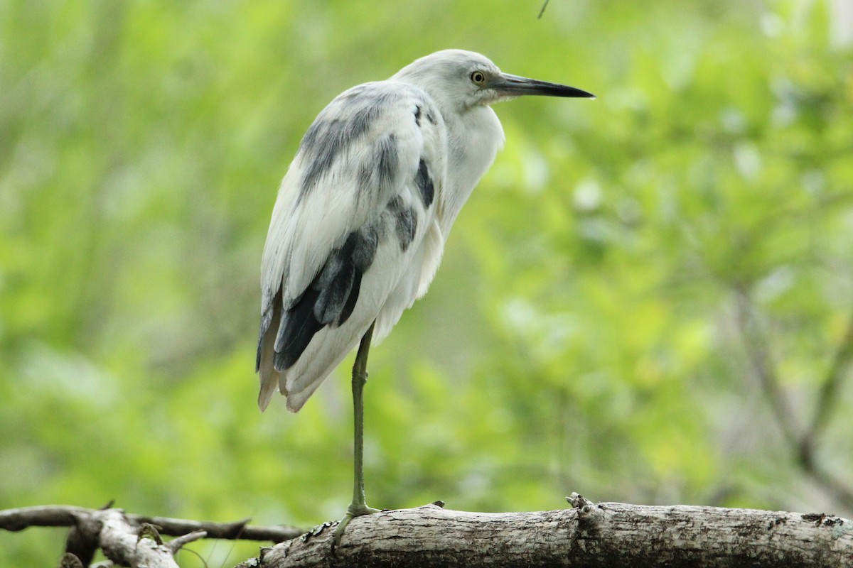 Little Blue Heron - ML565102191