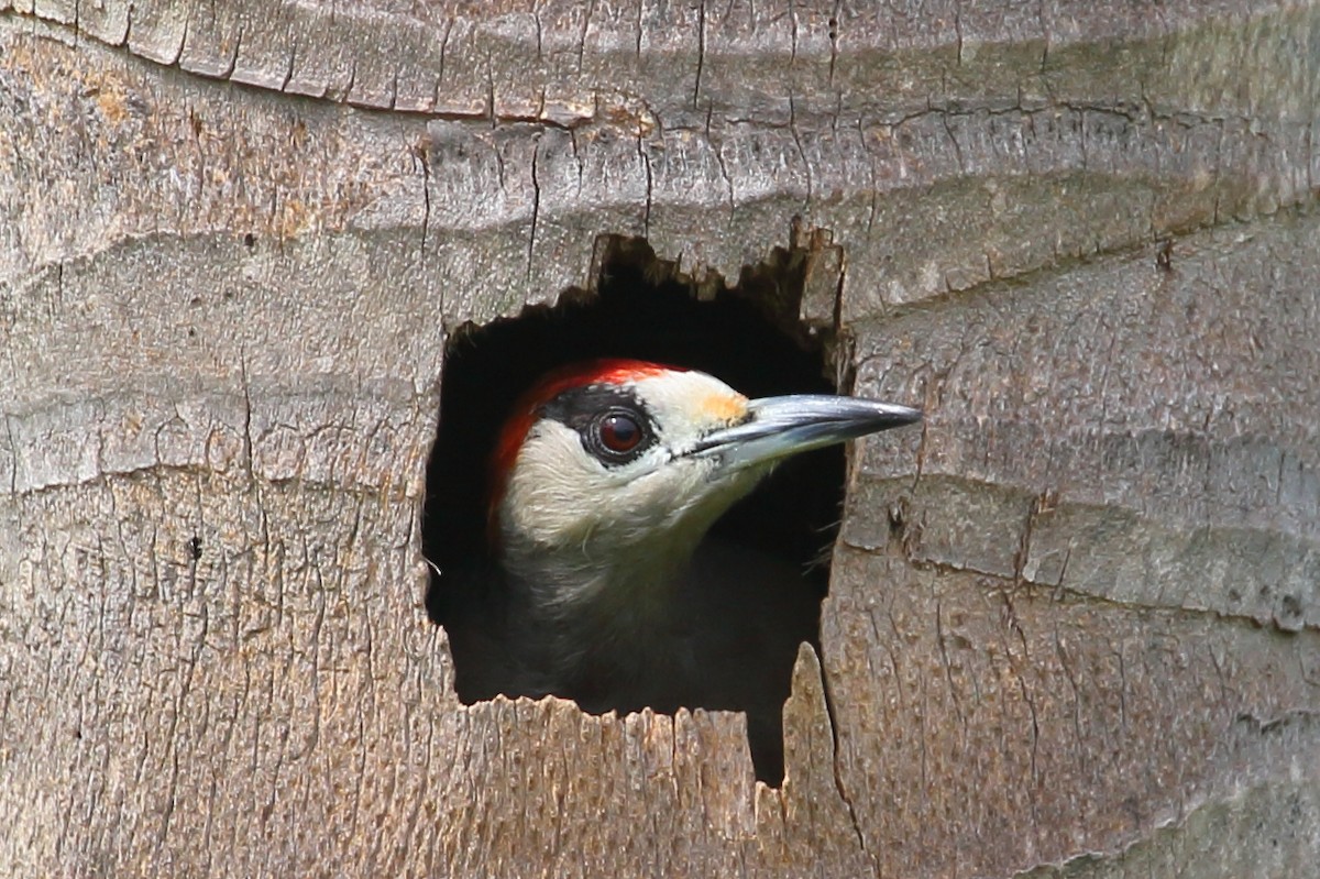 West Indian Woodpecker - ML565102931