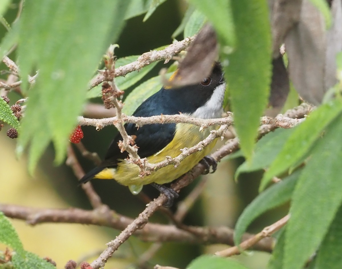 Yellow-crowned Flowerpecker - ML565103641