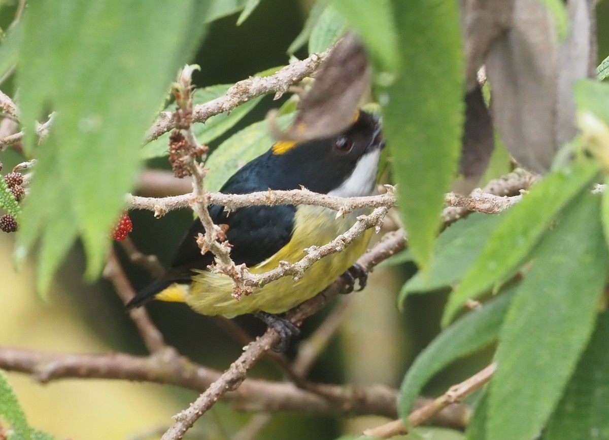 Yellow-crowned Flowerpecker - ML565103771