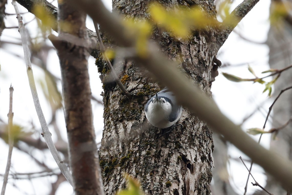 White-breasted Nuthatch - ML565104121