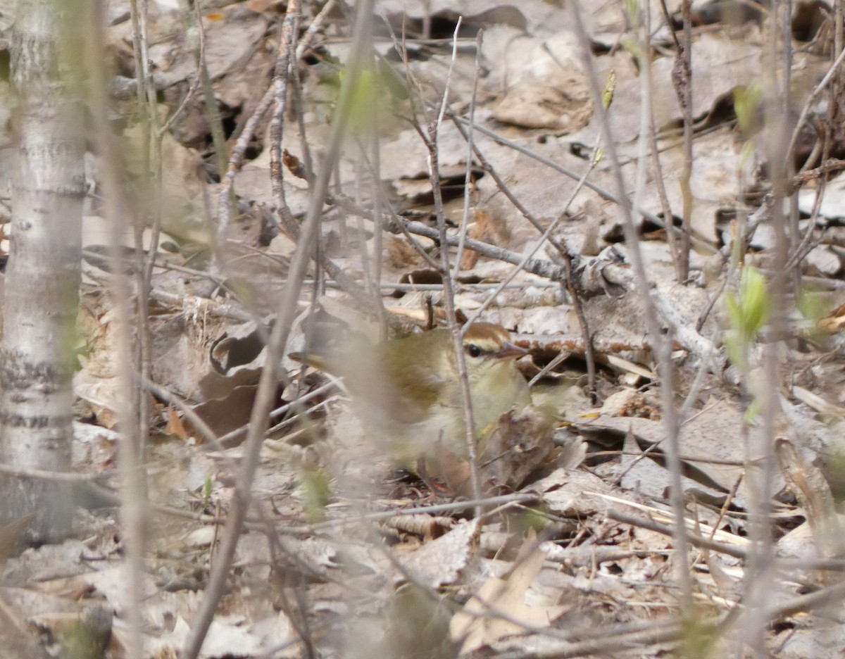 Swainson's Warbler - Ethan Bott