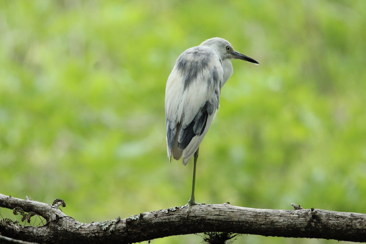 Little Blue Heron - ML565105781