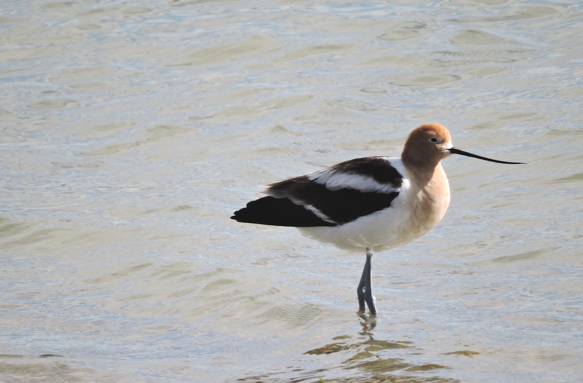 American Avocet - Daniel Casey