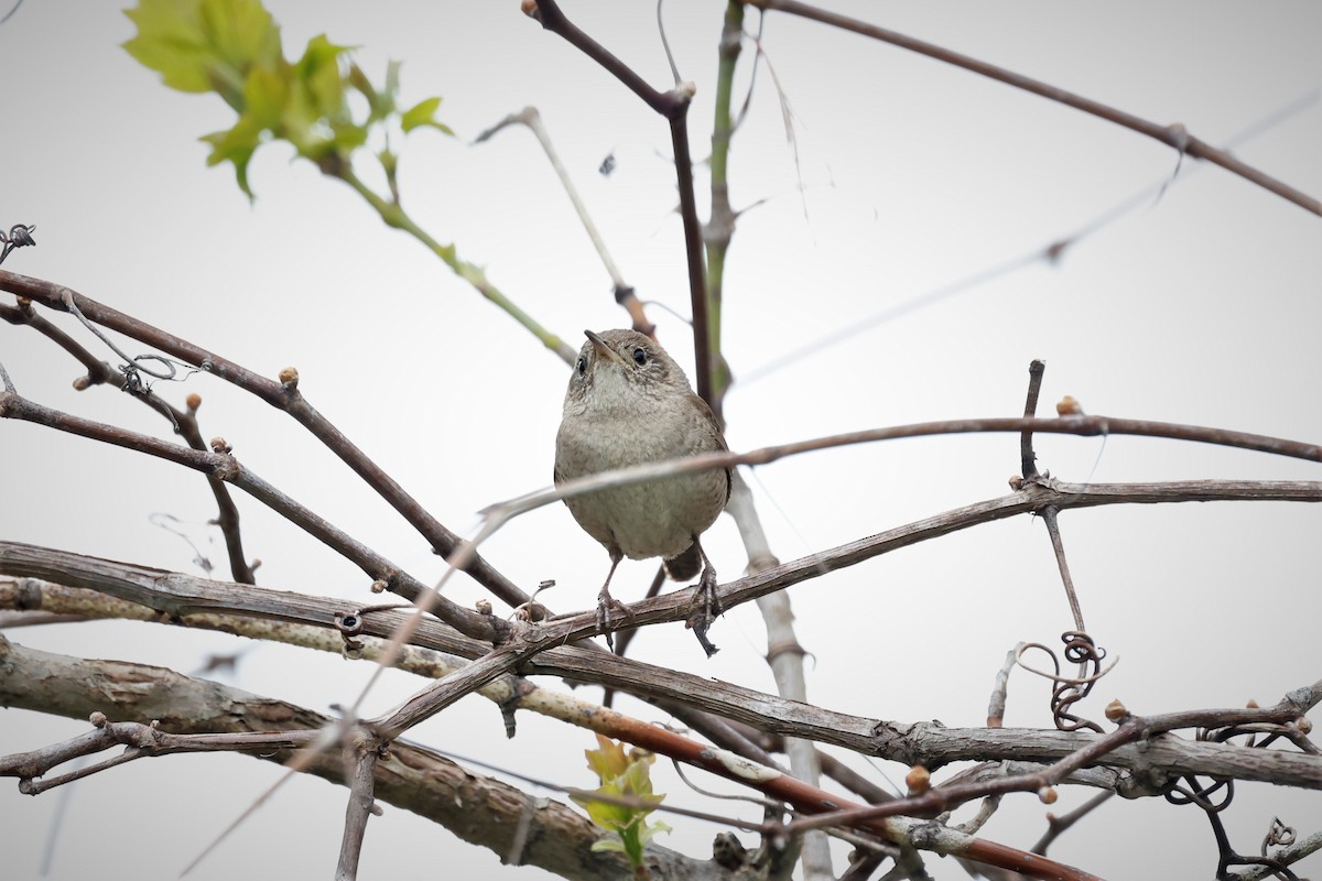 House Wren - Marie Provost