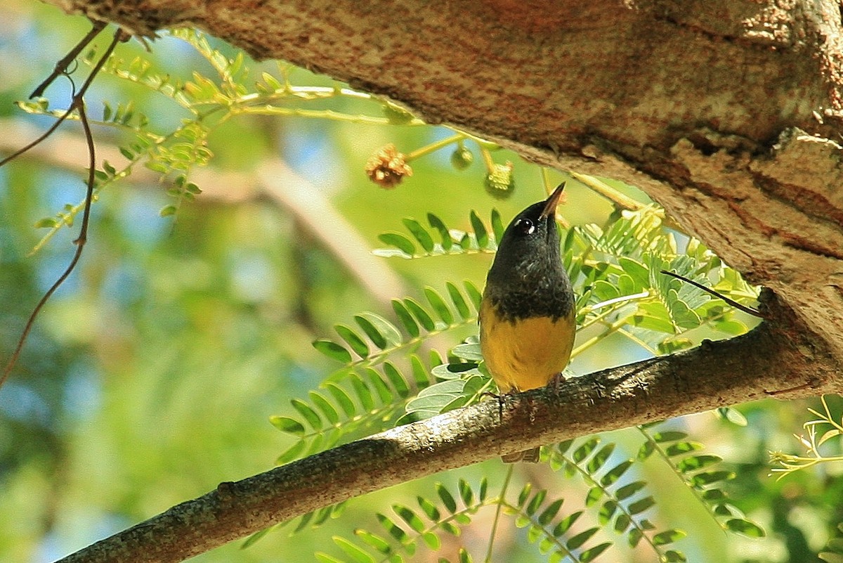 MacGillivray's/Mourning Warbler - Brad Wier