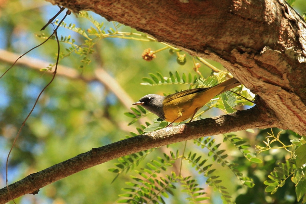 MacGillivray's/Mourning Warbler - ML56510651