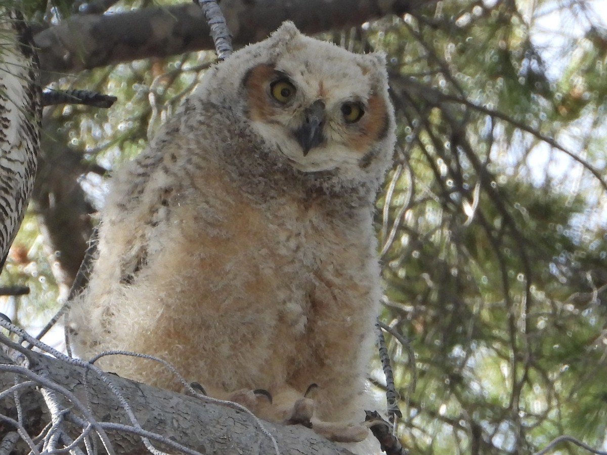 Great Horned Owl - Andrea Serrano