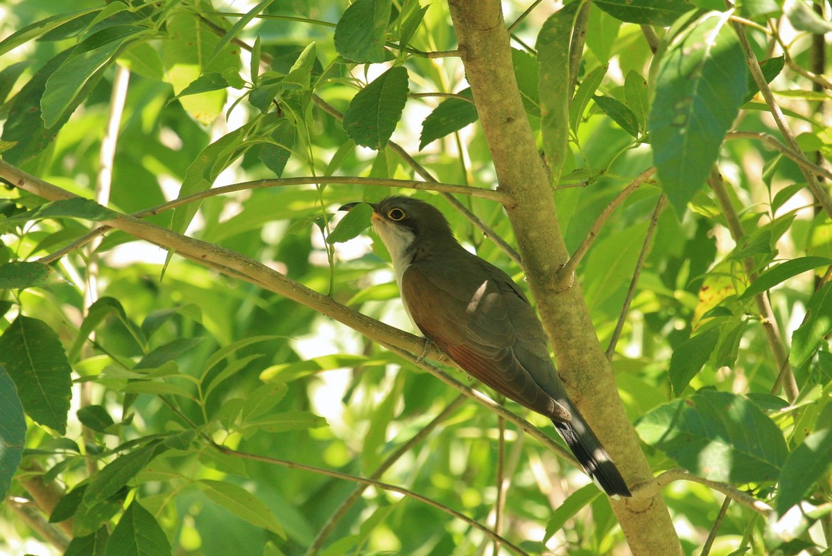 Yellow-billed Cuckoo - ML56510711