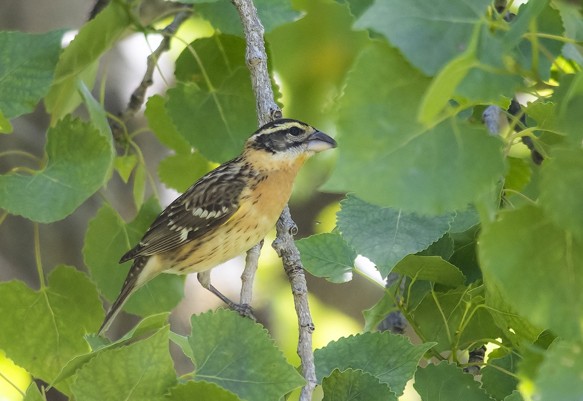 Black-headed Grosbeak - Jerry Ting