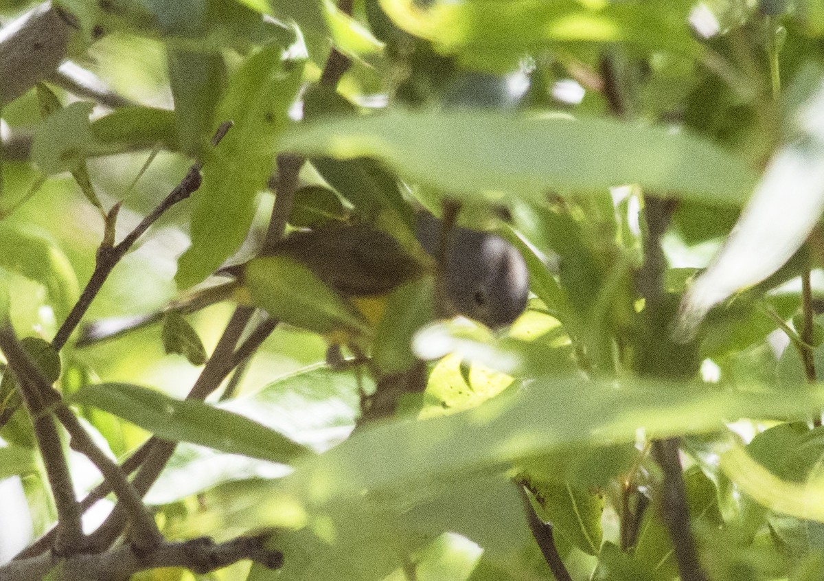 Nashville Warbler - Jerry Ting