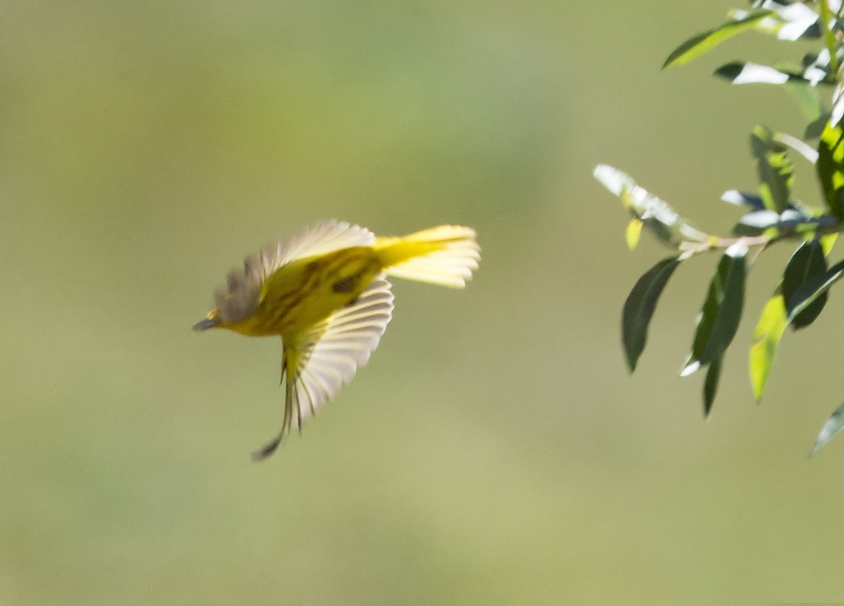 Yellow Warbler - ML56510781