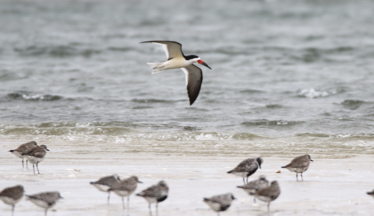 Black Skimmer - H. Resit Akçakaya