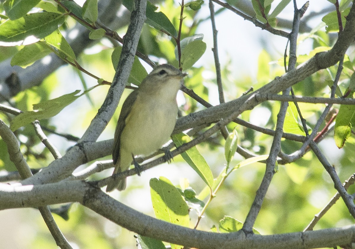 Warbling Vireo - ML56510891