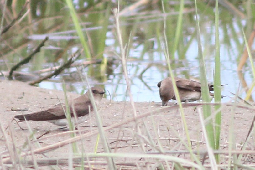 Northern Rough-winged Swallow - ML56511021