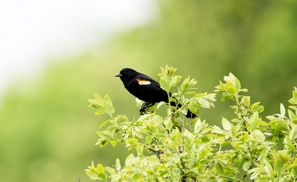 Red-winged Blackbird - ML565112491