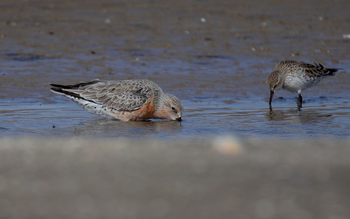 Red Knot - Diego Trillo