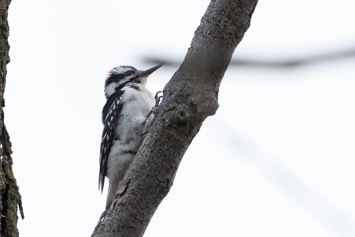 Hairy Woodpecker - ML565114571