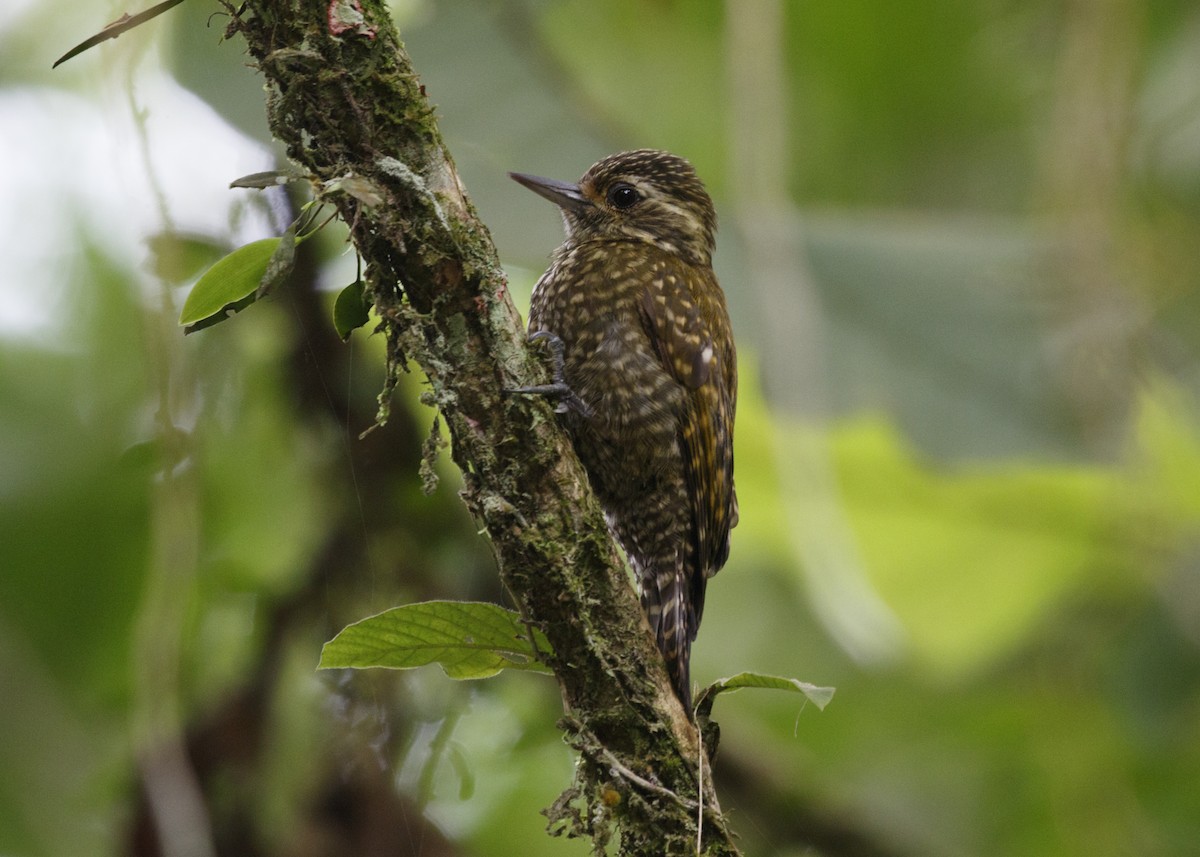 spraglespett - ML565115211