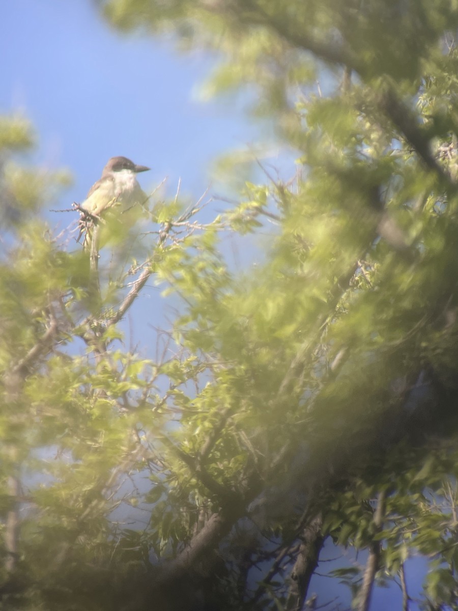 Thick-billed Kingbird - ML565115771