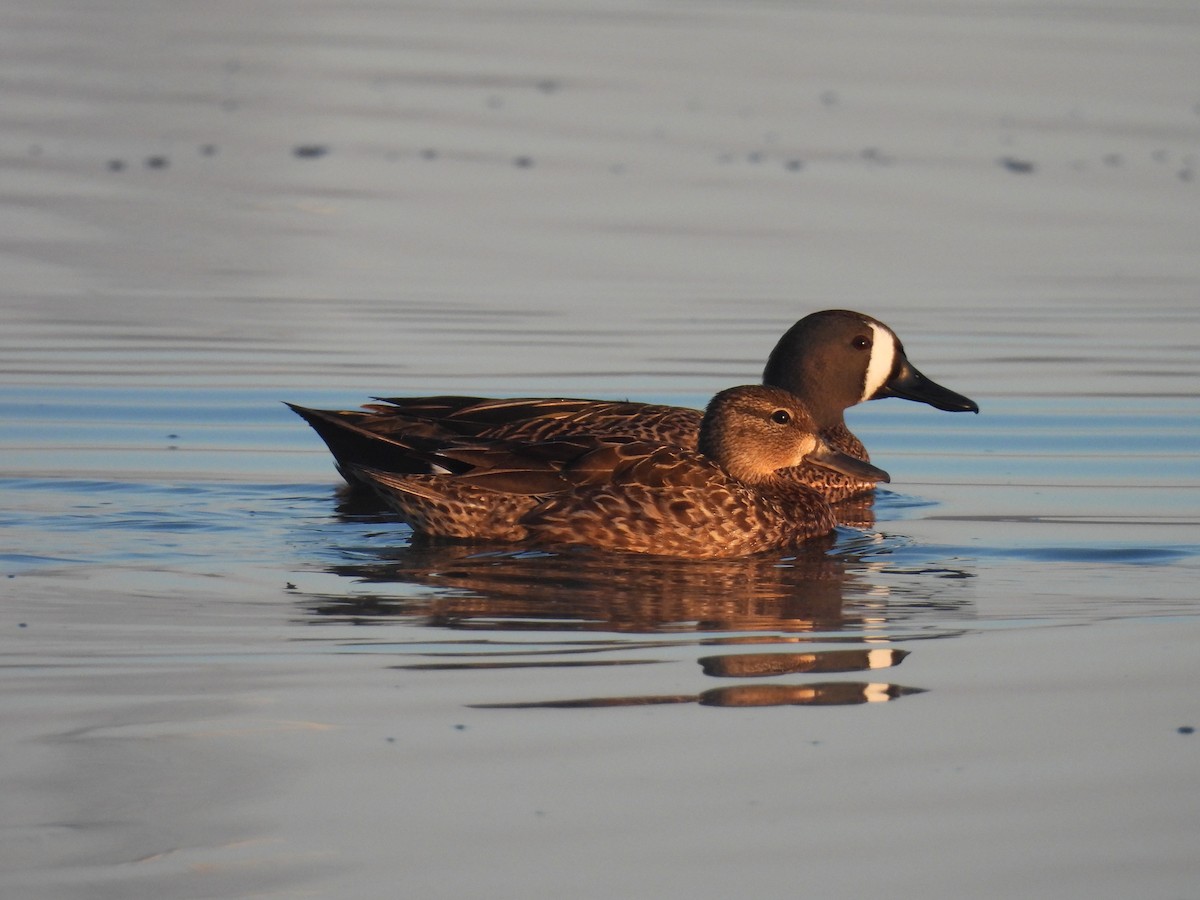 Blue-winged Teal - ML565116051