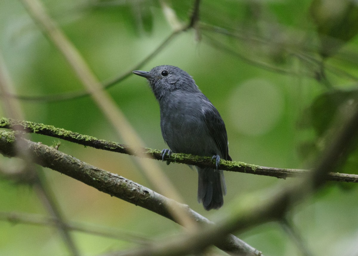 Unicolored Antwren - Silvia Faustino Linhares