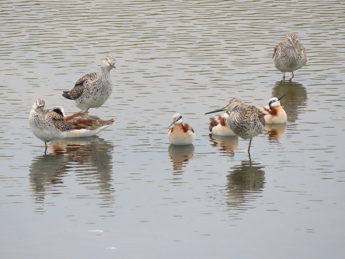 Wilson's Phalarope - ML565117361