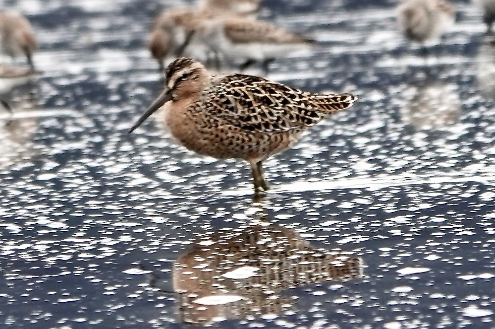 Short-billed/Long-billed Dowitcher - ML565117561