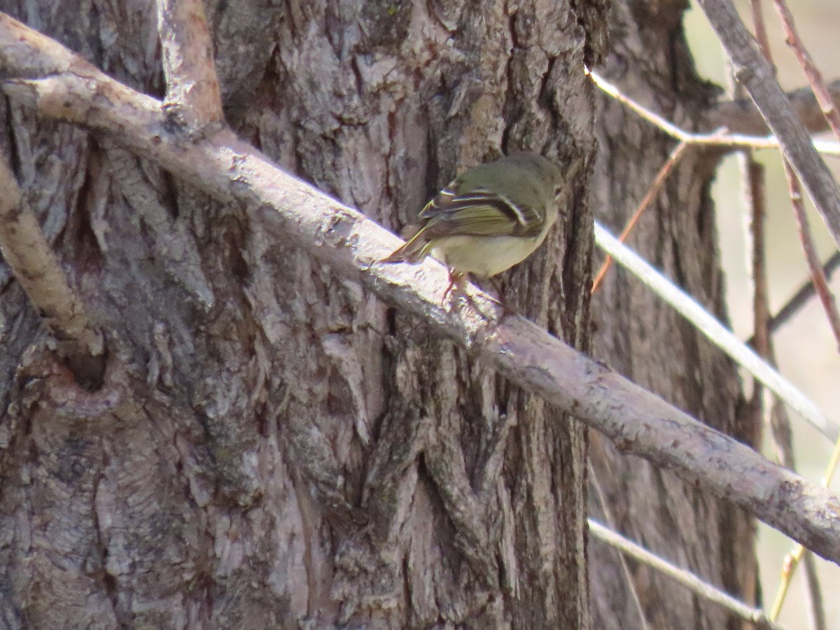 Ruby-crowned Kinglet - ML565118401