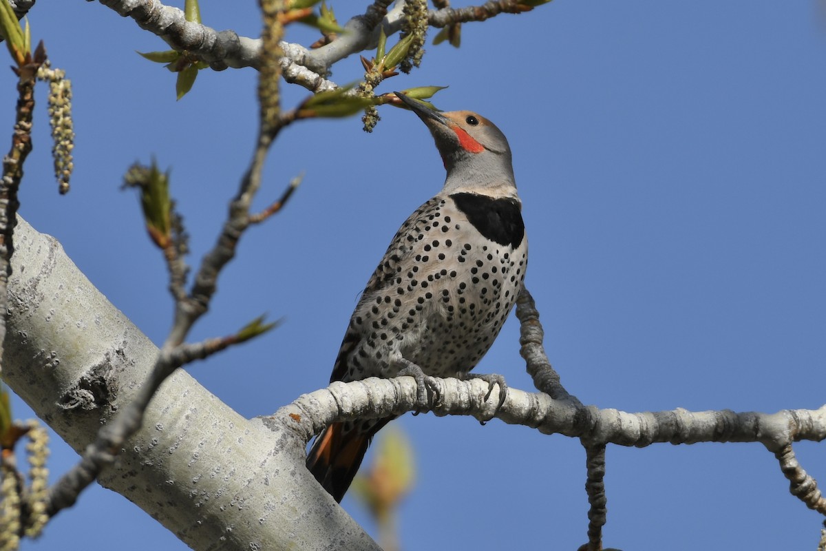 Northern Flicker - ML565118661