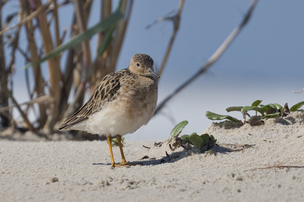 Buff-breasted Sandpiper - ML565118771